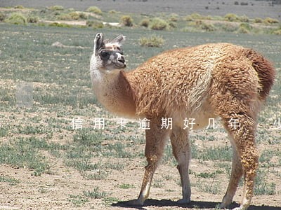信用卡逾期好几年 少还点 信用卡逾期好几年 少还点